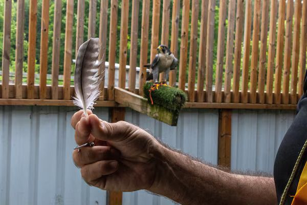 falcon-feather89AA695C-2D10-6B6D-5553-B922BEF7BA29.jpg