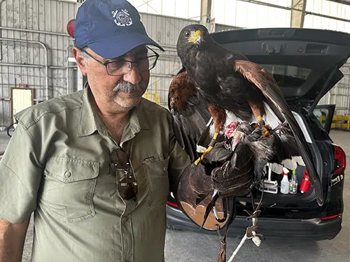 commercial bird control in hangar