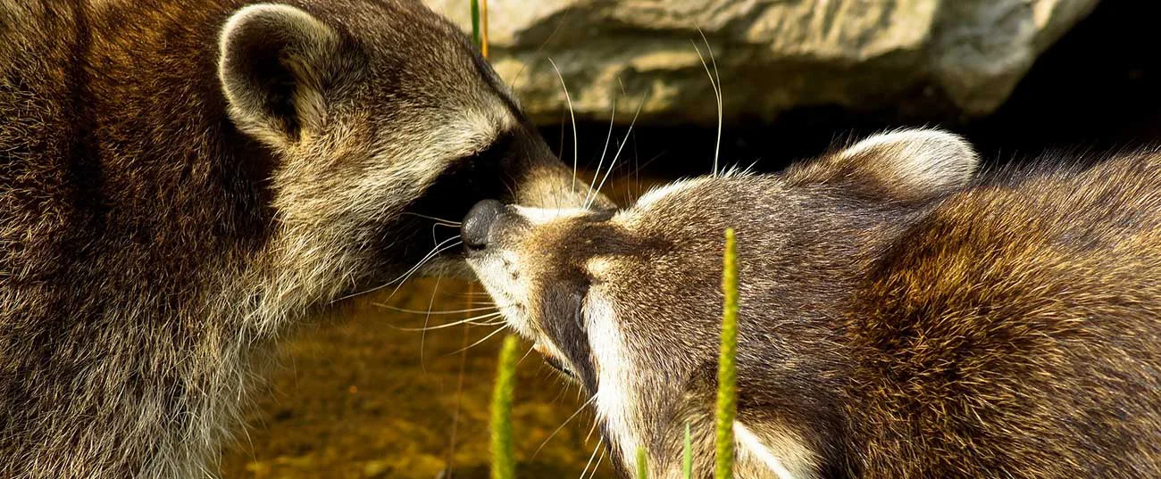 Common Raccoon Diseases: How to Protect Yourself