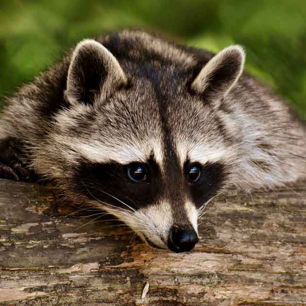 common raccoon