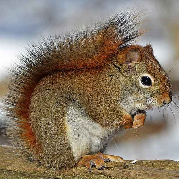 common squirrel