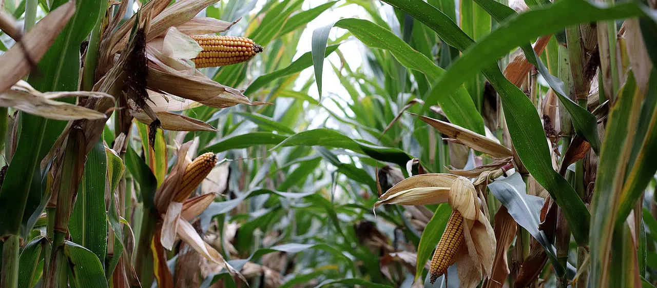 How to keep raccoons out of corn fields corn field
