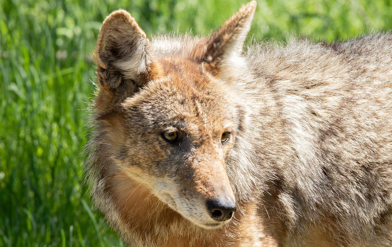 coyote burlington