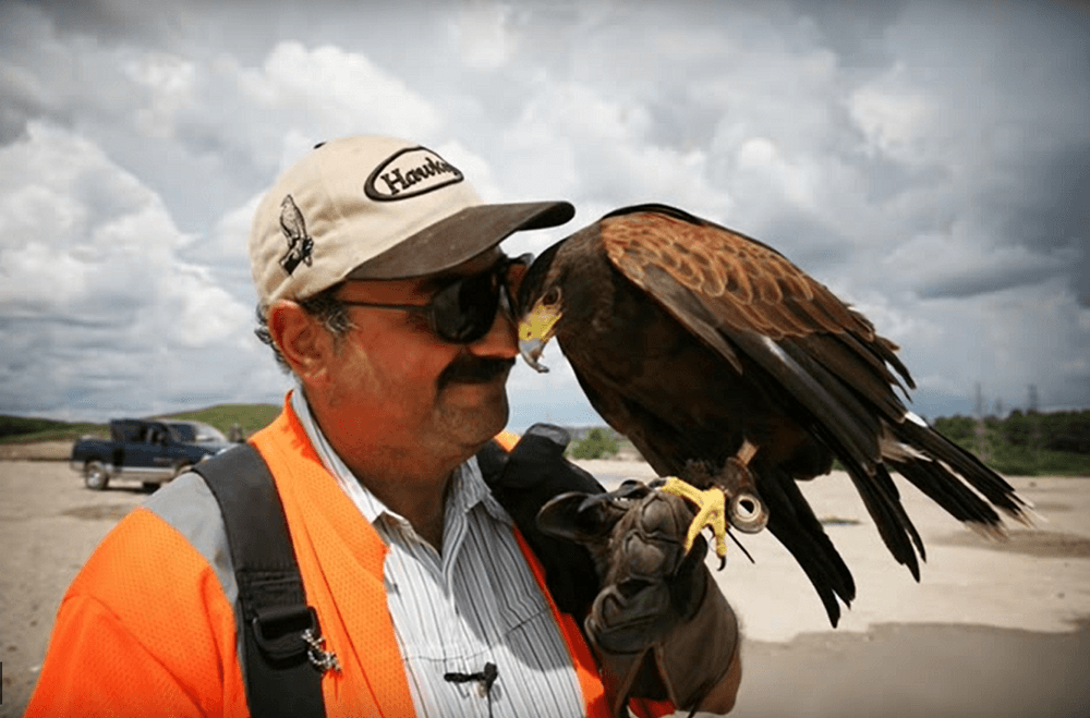 Dan flying Clara Falconry