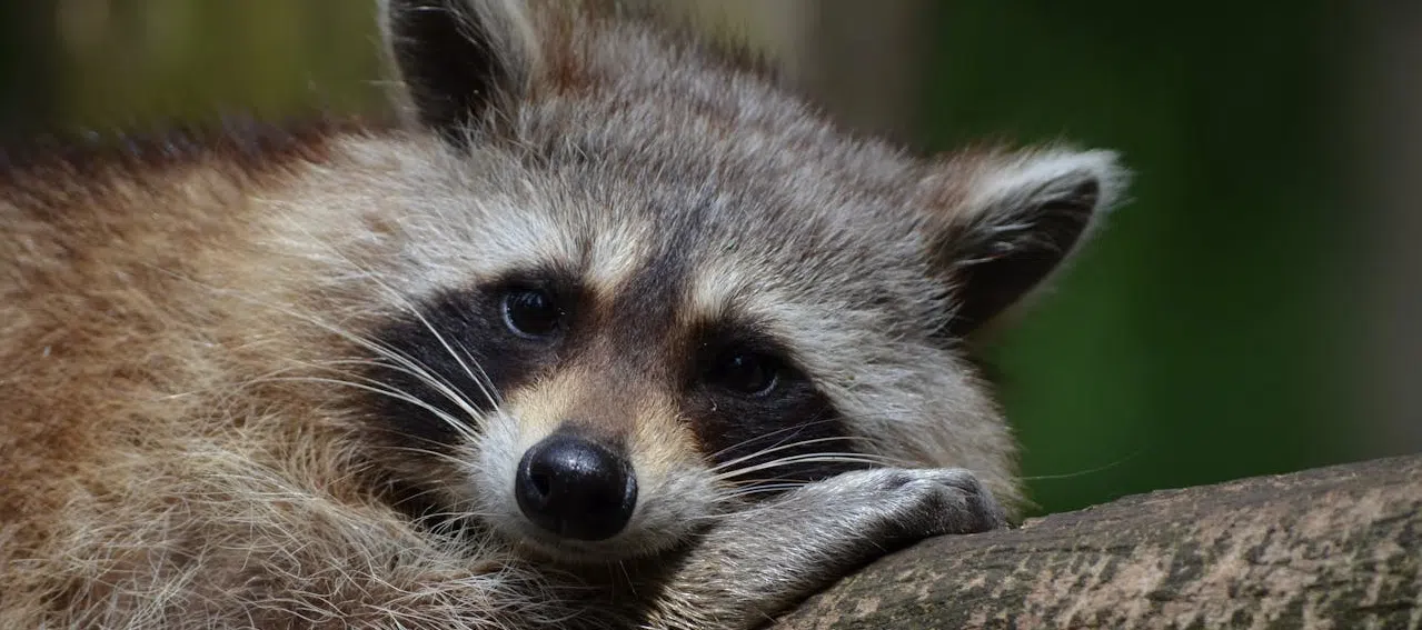 young raccoon