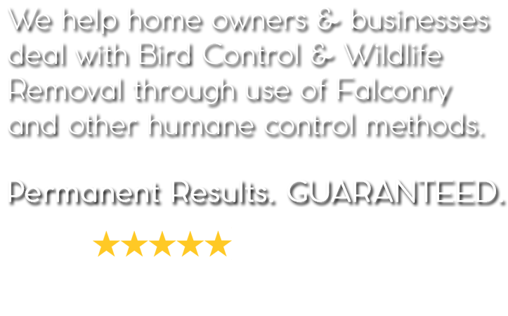 We help home owners & businesses deal with Bird Control & Wildlife Removal through use of Falconry  and other humane control methods. Permanent Results. GUARANTEED.