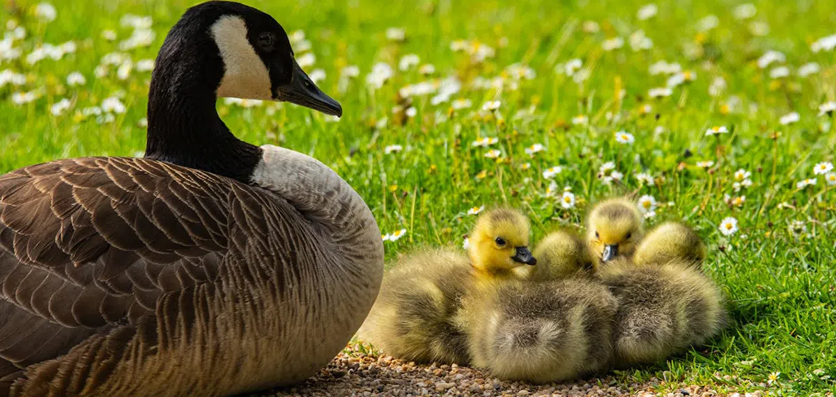 goose with goslings
