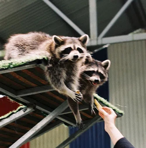 Do not feed raccoons do not feed raccoons