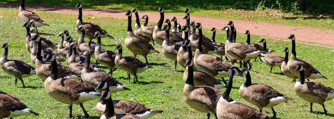 flock of geese on grass