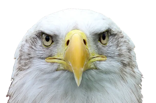 Bald eagle head