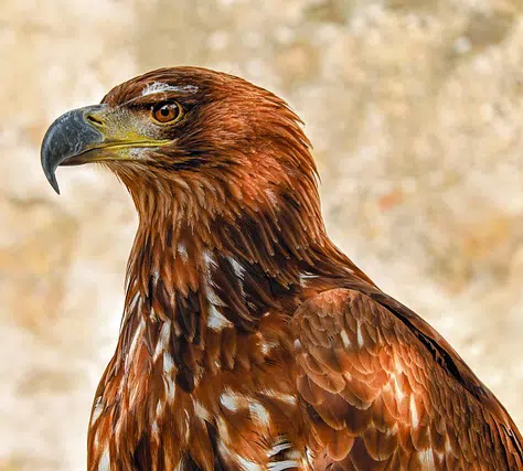 Golden Eagle
