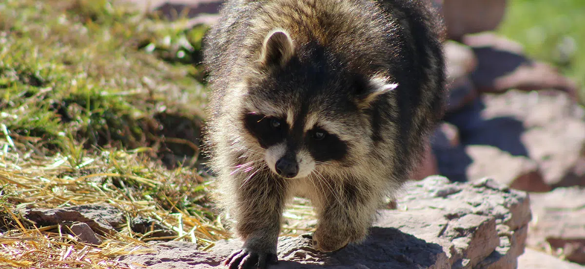 Shock tracks and electric fencing for raccoon control electric fencing for raccoon control