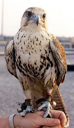 Image of Peregrine Falcon