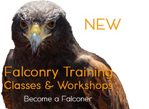 falconry training-workshops-classes