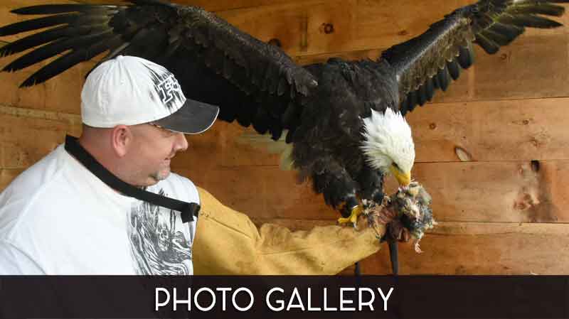 Falconry Experience Photo Gallery