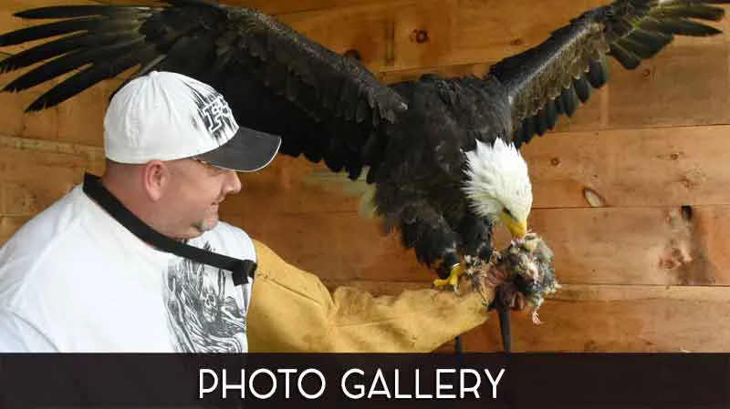 Brief foray into eagle aviary sees excitement build. - Elite Falconry