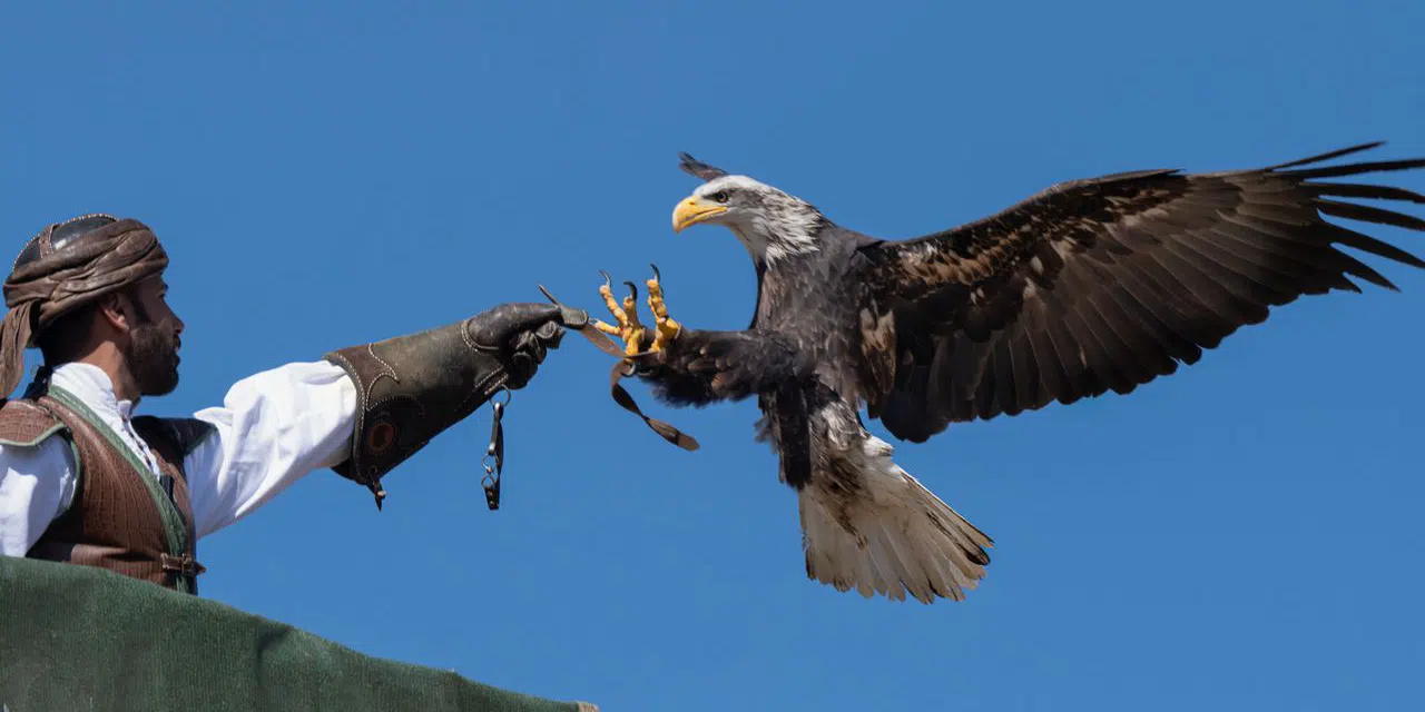 falconry royalty