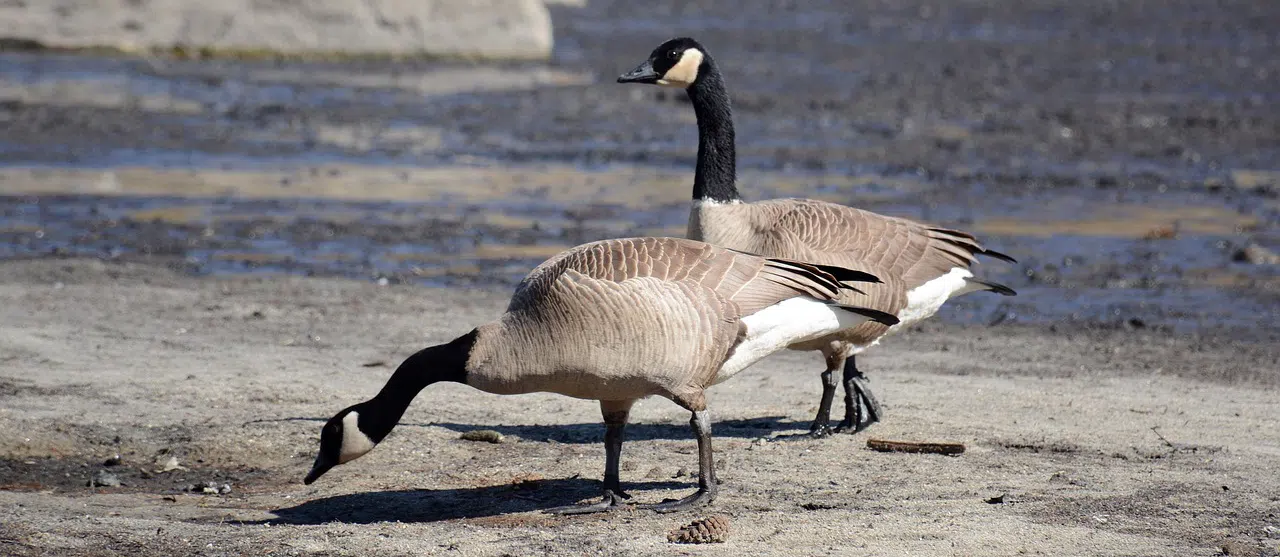 2 Canda Geese
