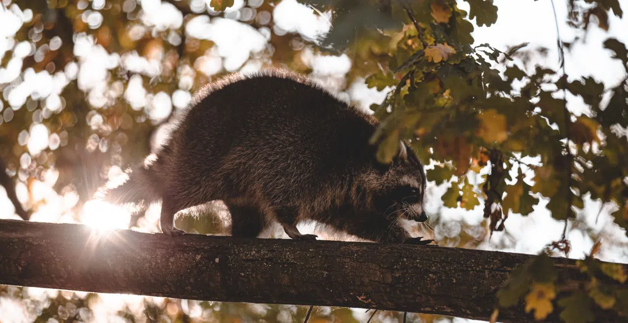 Raccoon prevention in the fall raccoon on tree branch with fall colours background