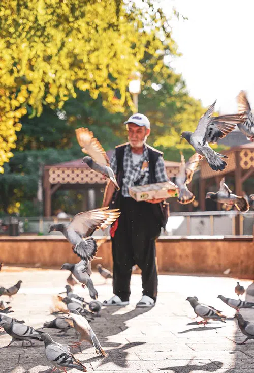 feeding pigeons in park