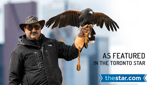 Toronto Star Frontpage News: Hawkeye Bird & Animal Control