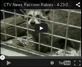 ctv raccoons toronto