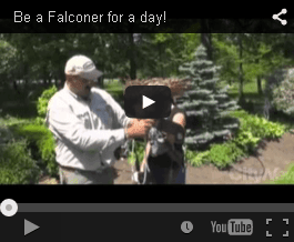 toronto falconry