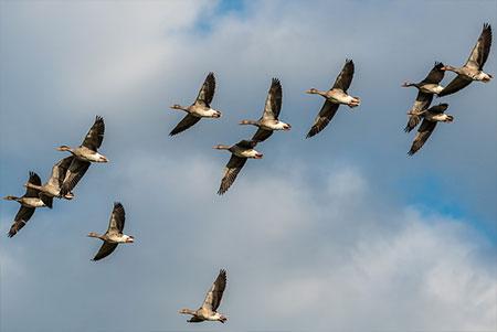 geese formation