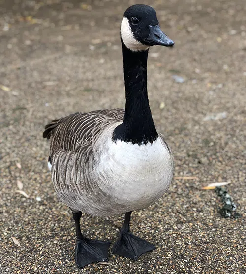Canada goose
