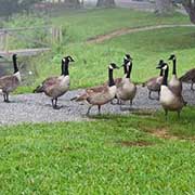 geese in parks