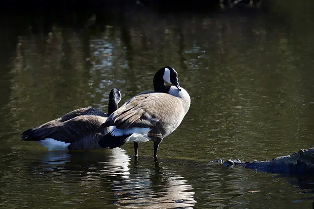 geese in pond