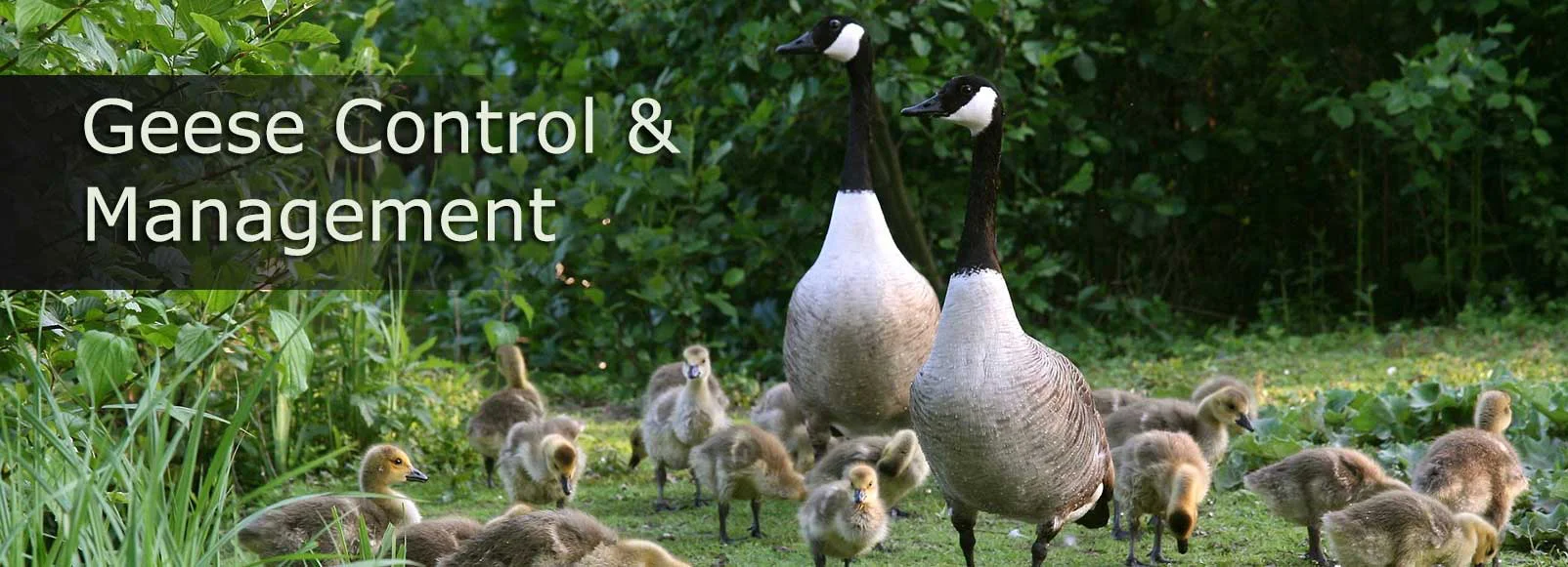 Toronto Geese Control and Geese Removal GUARANTEED 416-429-5393