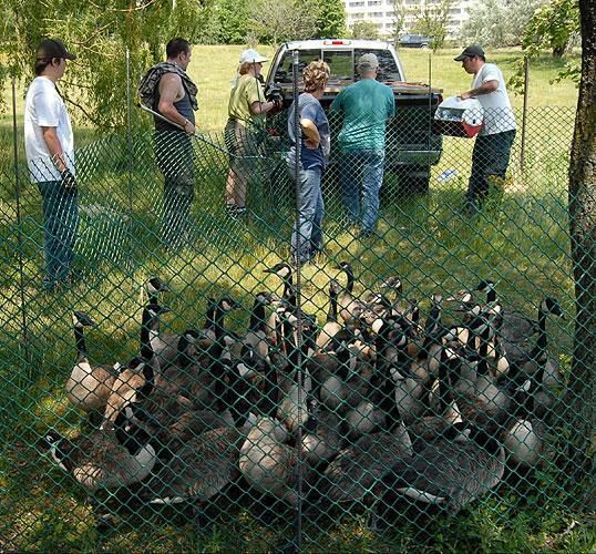 geese roundup