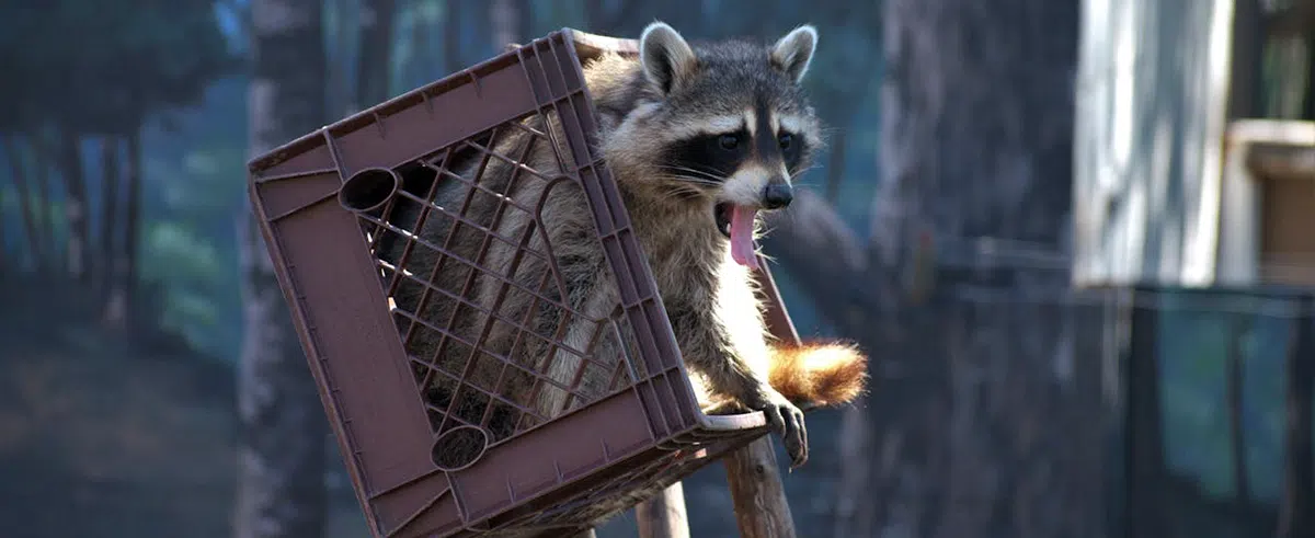 raccoon in milk crate