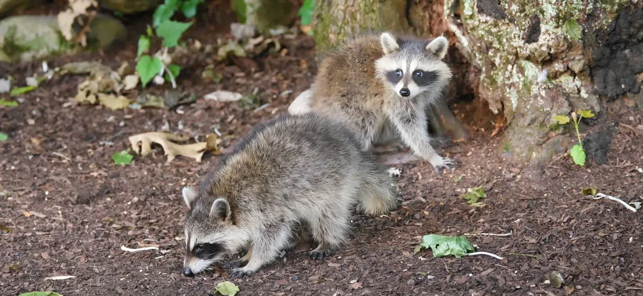 Get rid of raccoons permanently two raccoons