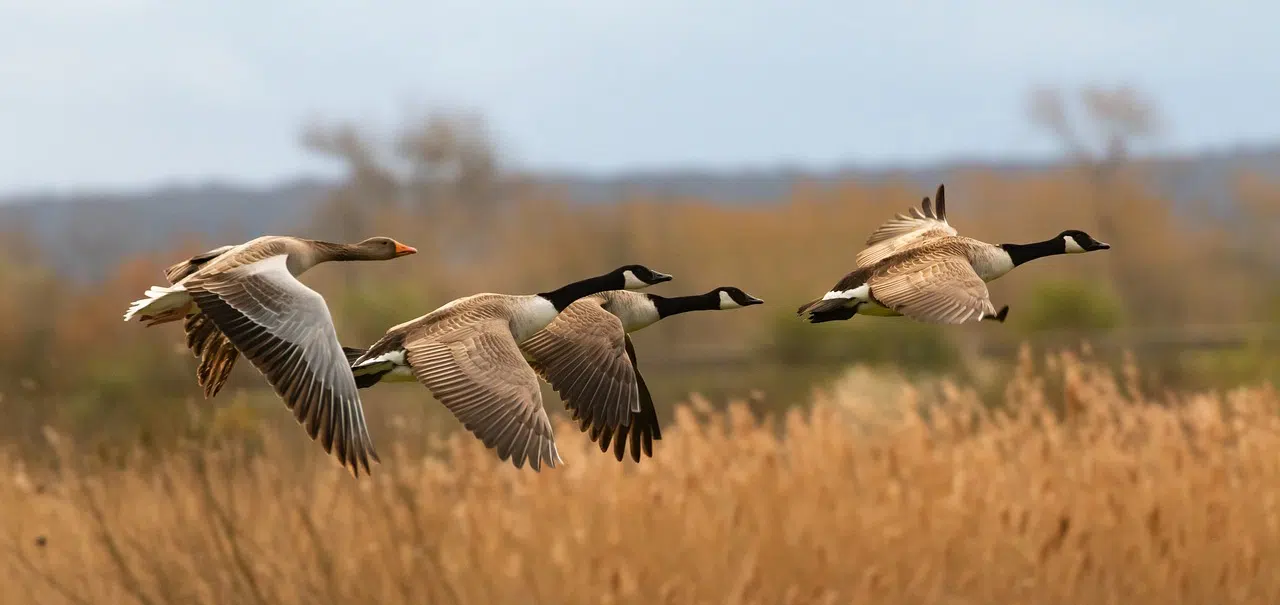 getting ready for goose migration getting ready for goose migration
