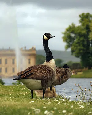 How to get Canada Geese off of your lawn Canada geese on grass in front of water fountain