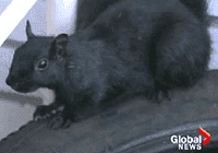 globalnews-squirrel