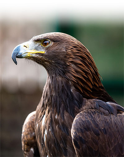 MONTANA'S GOLDEN EAGLE MIGRATORY POPULATION IS STRUGGLING