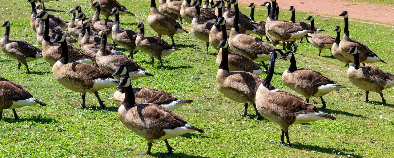 Goose control for Hospitals & Clinics Flock of geese on grass