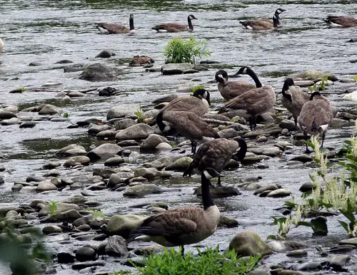 goose control pre migration