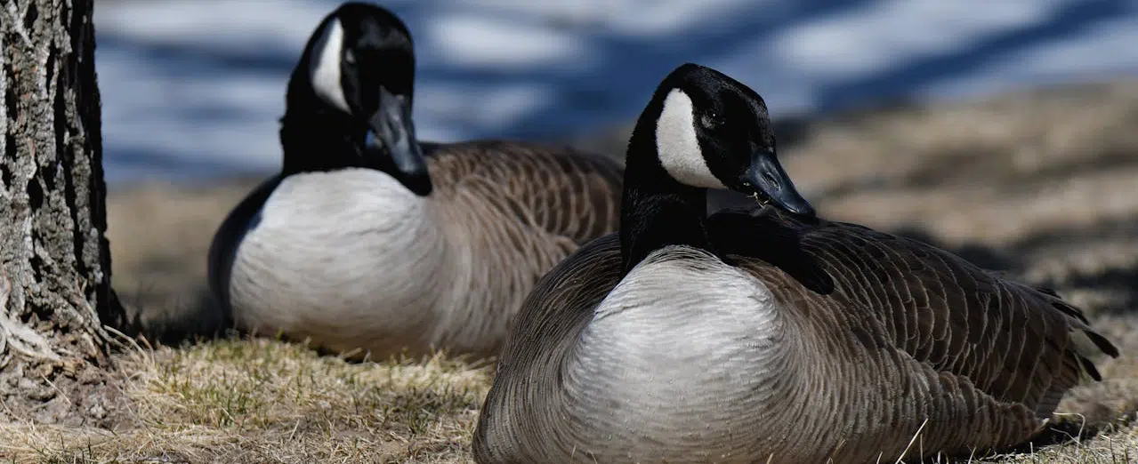 2 geese laying down