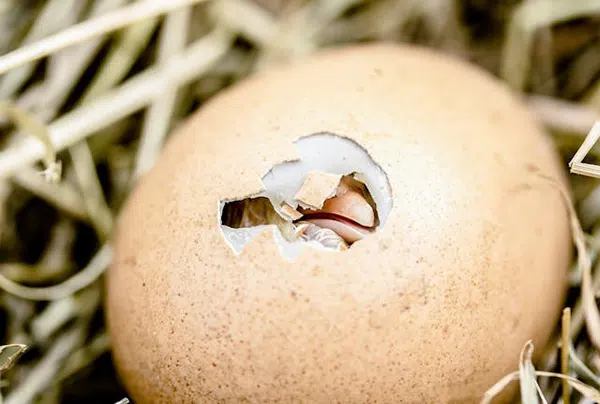 goose egg hatching