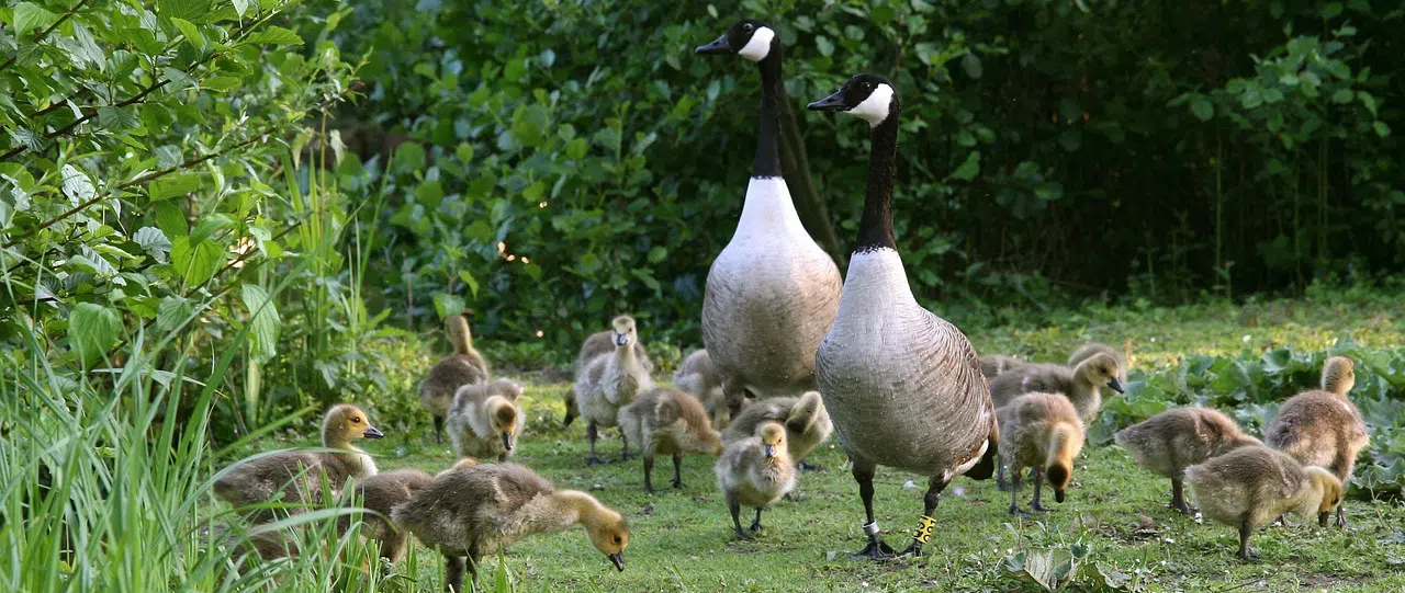 goose habitat modification