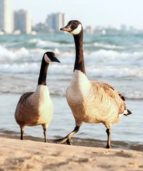 goose removal toronto beaches