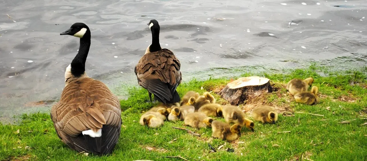 goose removal windsor
