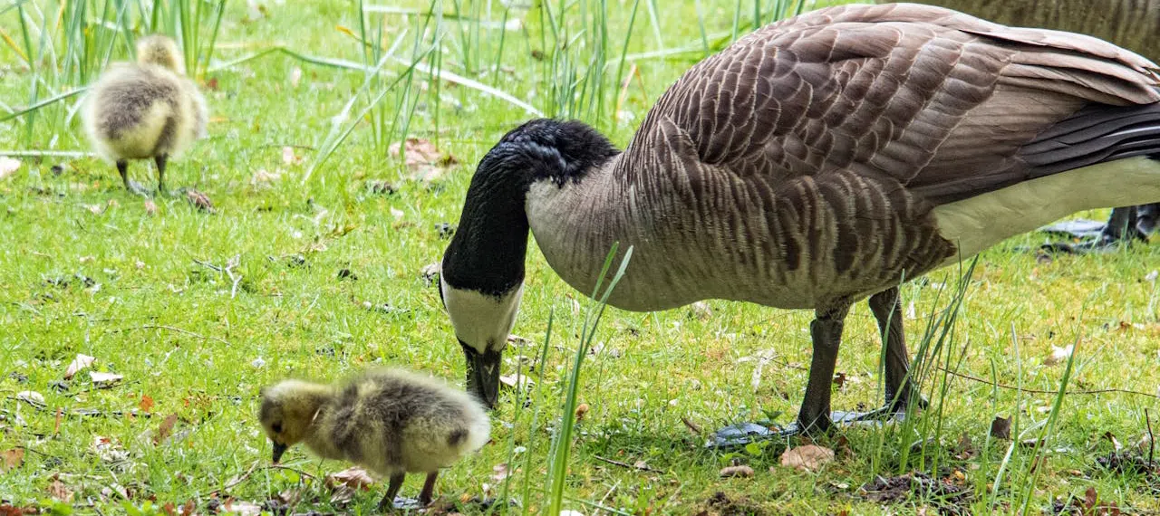 Canada goose with two goslings