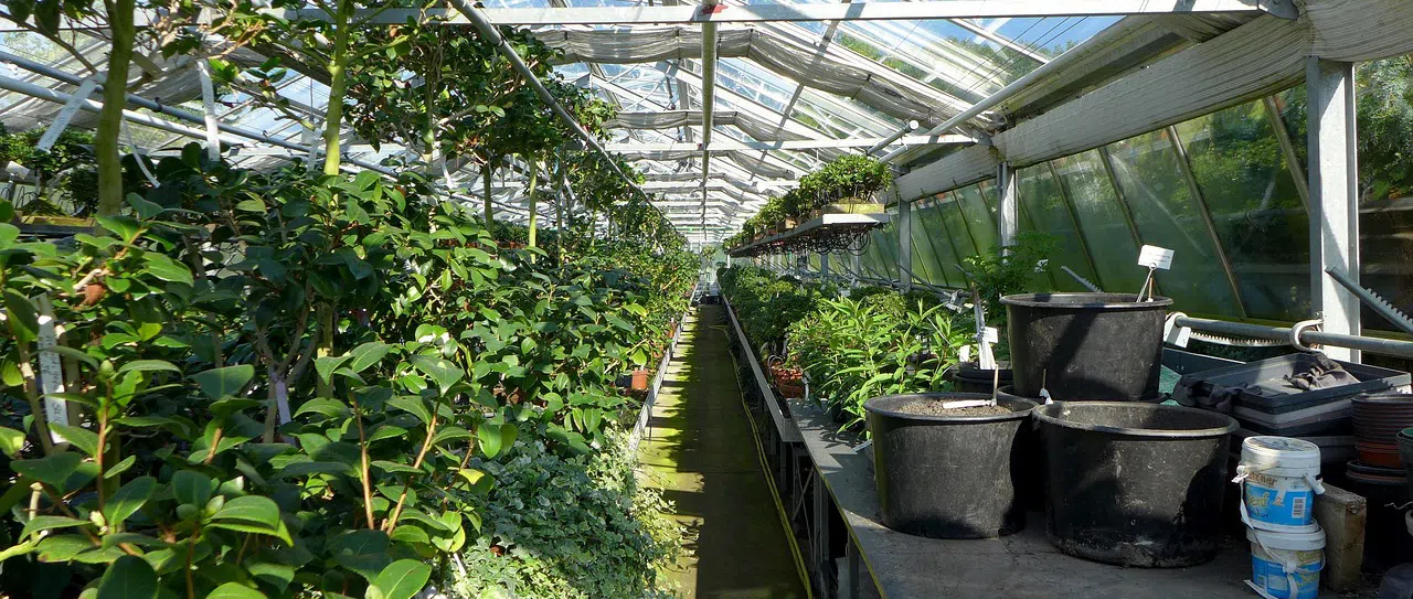 greenhouse with shelves and plants