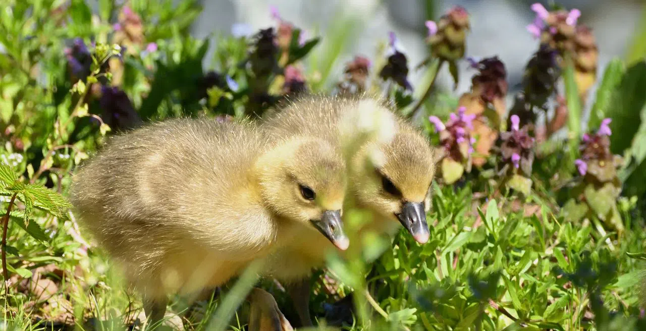 How to get rid of geese during nesting season 2 goslings