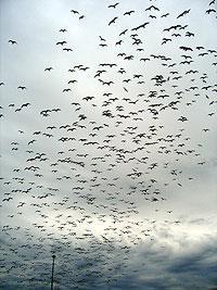gulls by the thousands